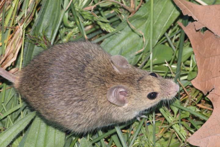 raton1
