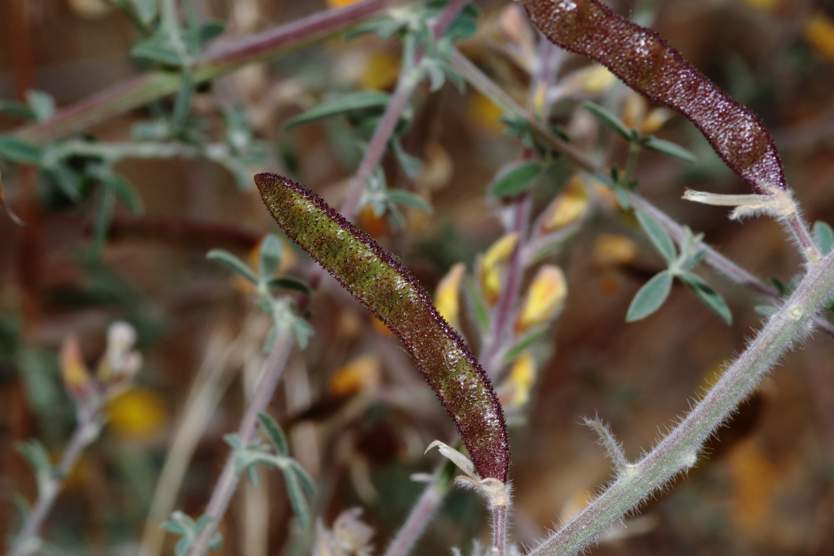 Adenocarpus_aureus_redricoEl Oso_Avila-0001
