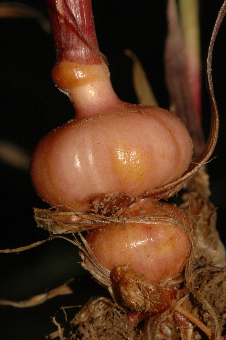 Arrenatherum elatius subsp. bulbosum-REDÁvila-Pinar de Hoyocasero-15-junio-2013