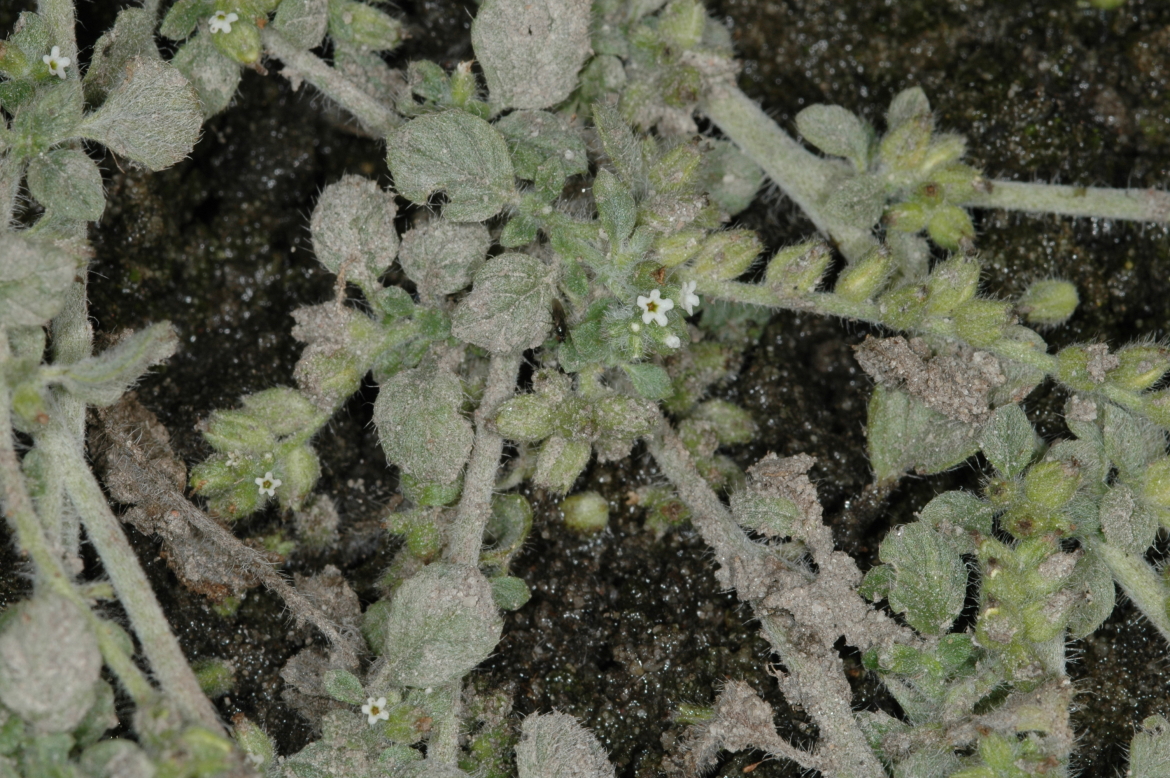 Heliotropium supinum-REDHuelva-Doñana-octubre2005-2
