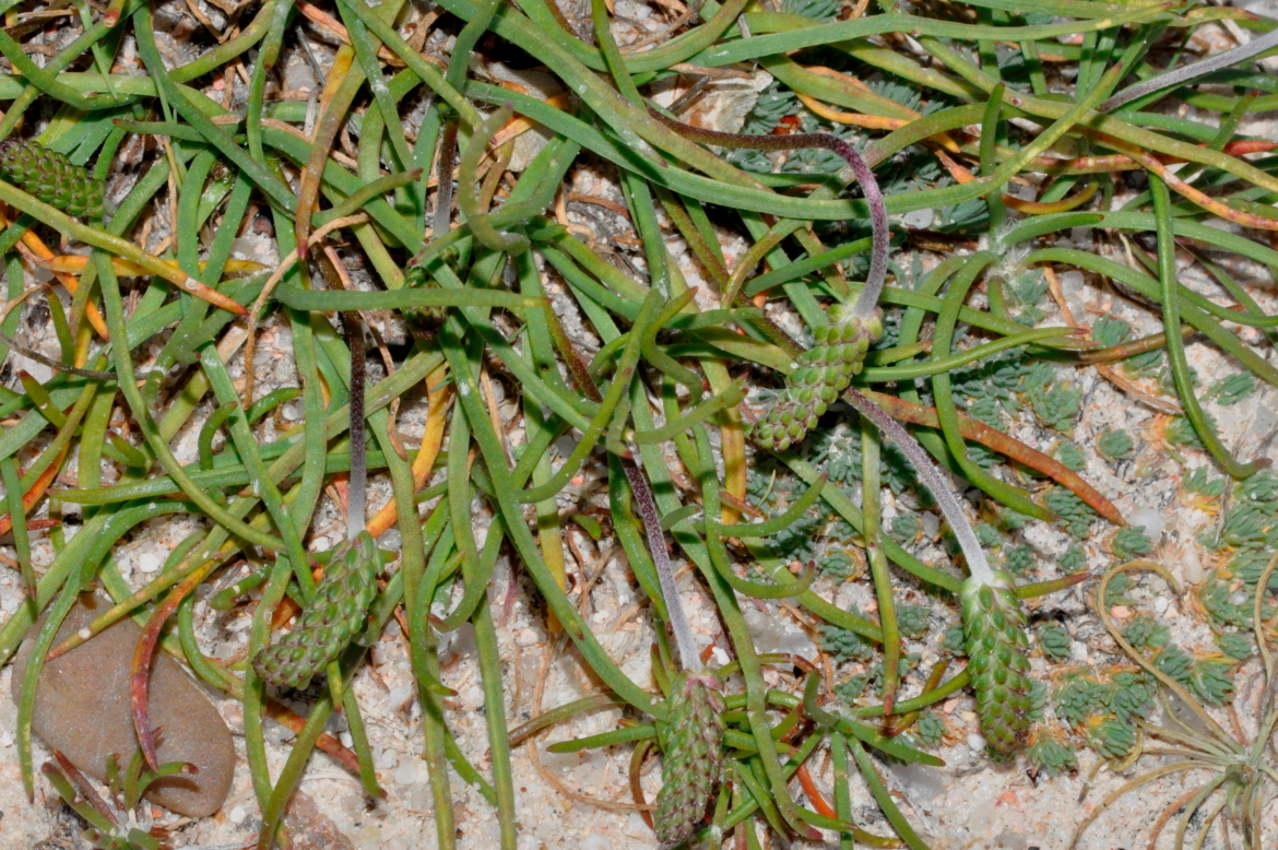 Plantago maritima subsp. serpentina-REDAV-El Oso-11-mayo-2019 (3)
