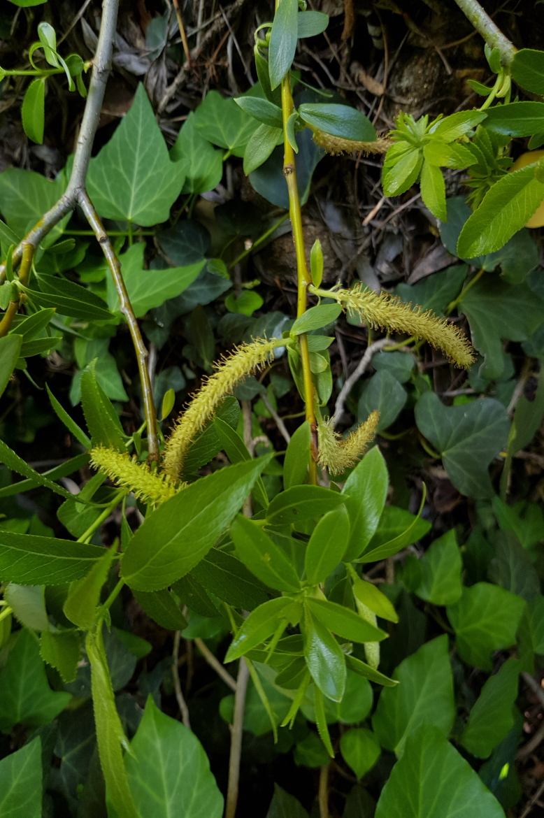 Salix fragilis-REDCC-Navaconcejo-13-mayo-2018 (3)